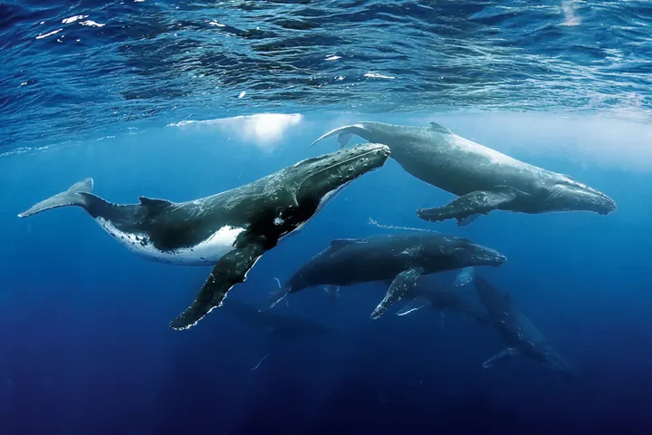 SSI Marine Mammal Ecology