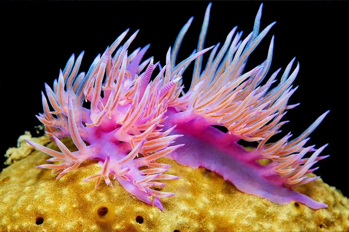 SSI Marine Invertebrate Ecology
