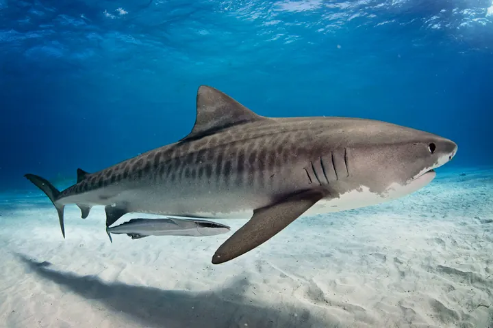 SSI Shark Ecology